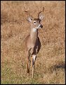 _3SB8756 white-tailed buck